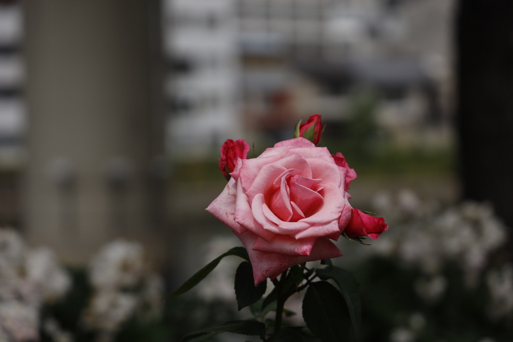 大阪中之島公園薔薇園にて