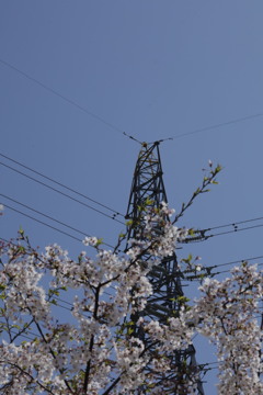 鉄柱と桜
