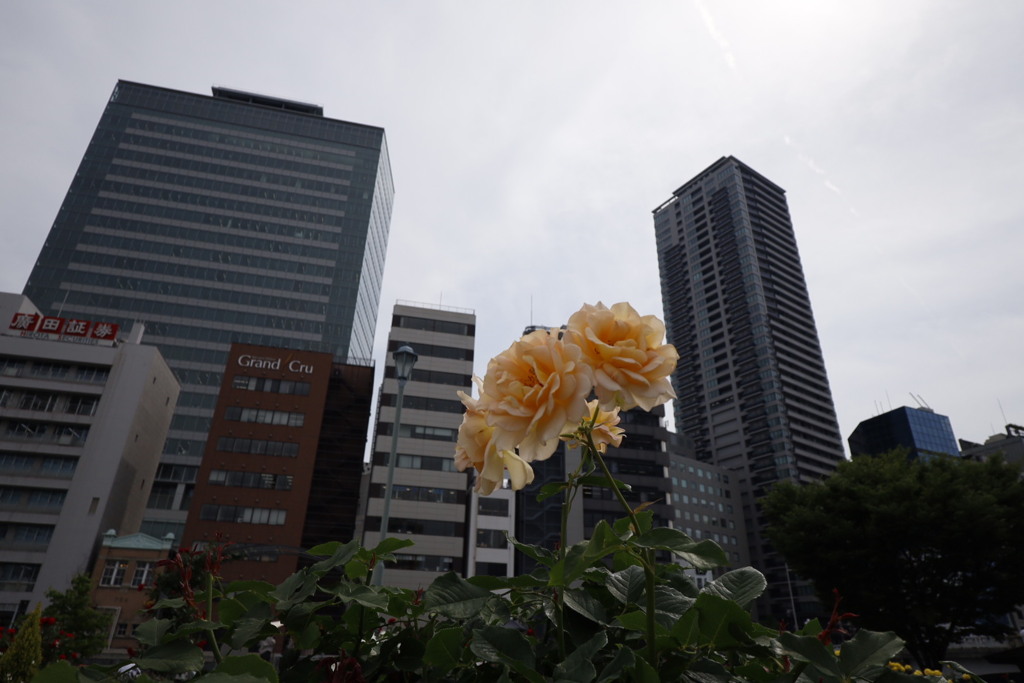 ビルバラ