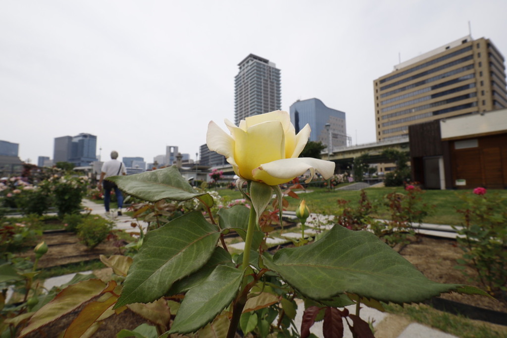 大阪中之島公園薔薇園にて