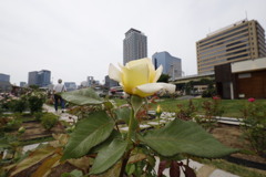 大阪中之島公園薔薇園にて