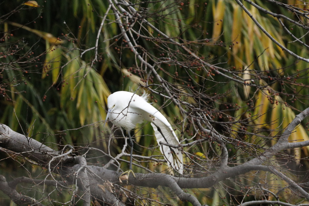 大阪天王寺茶臼山にて