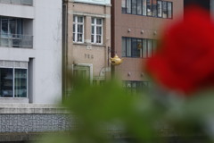 大阪中之島公園薔薇園から対岸の喫茶店