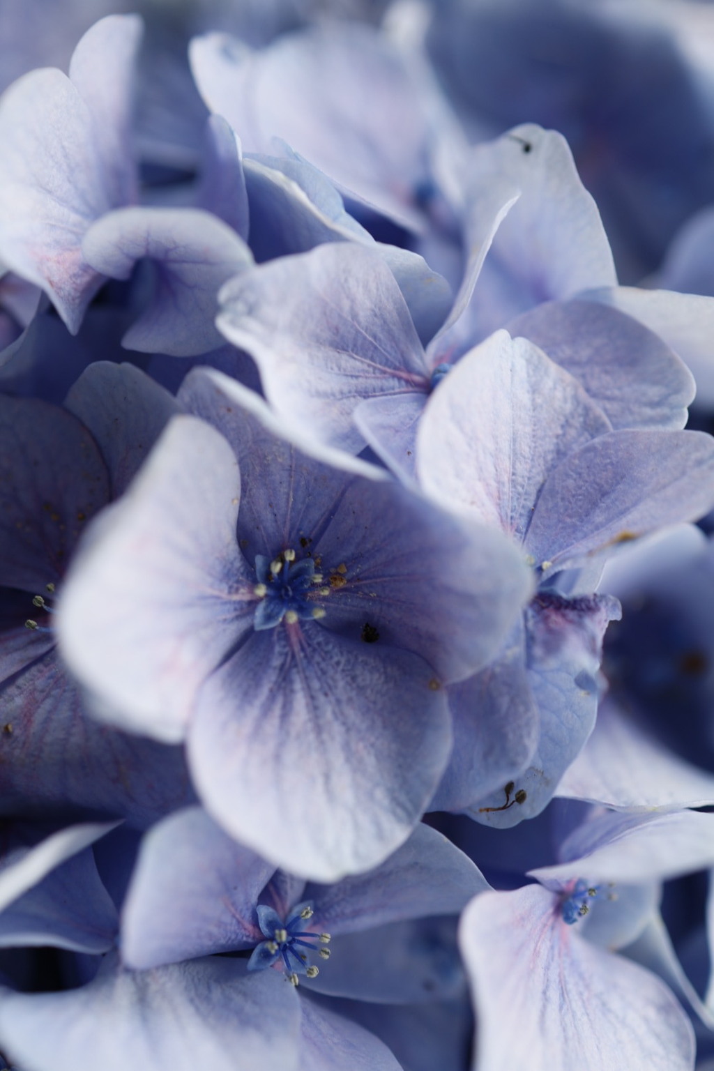 紫陽花