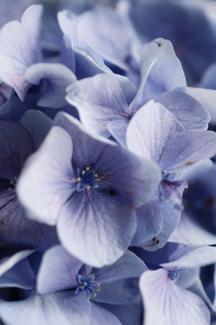 紫陽花