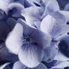 紫陽花