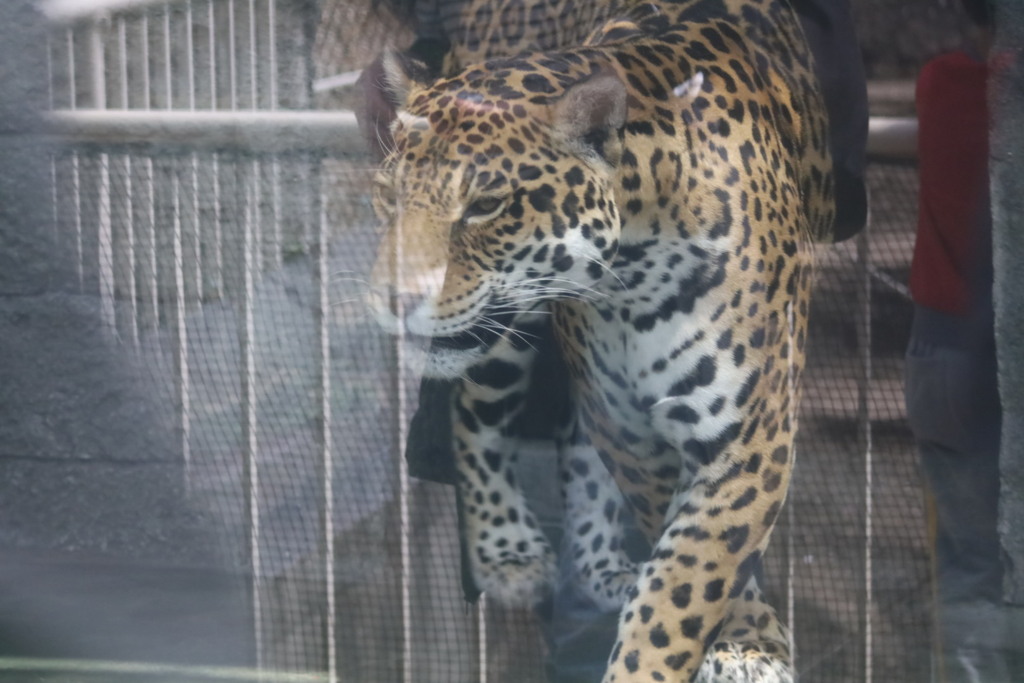 天王寺動物ジャガー