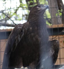 天王寺動物にて　ソウゲンワシ