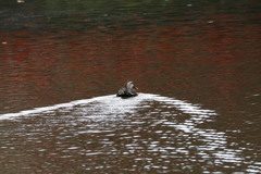 大阪天王寺茶臼山の池
