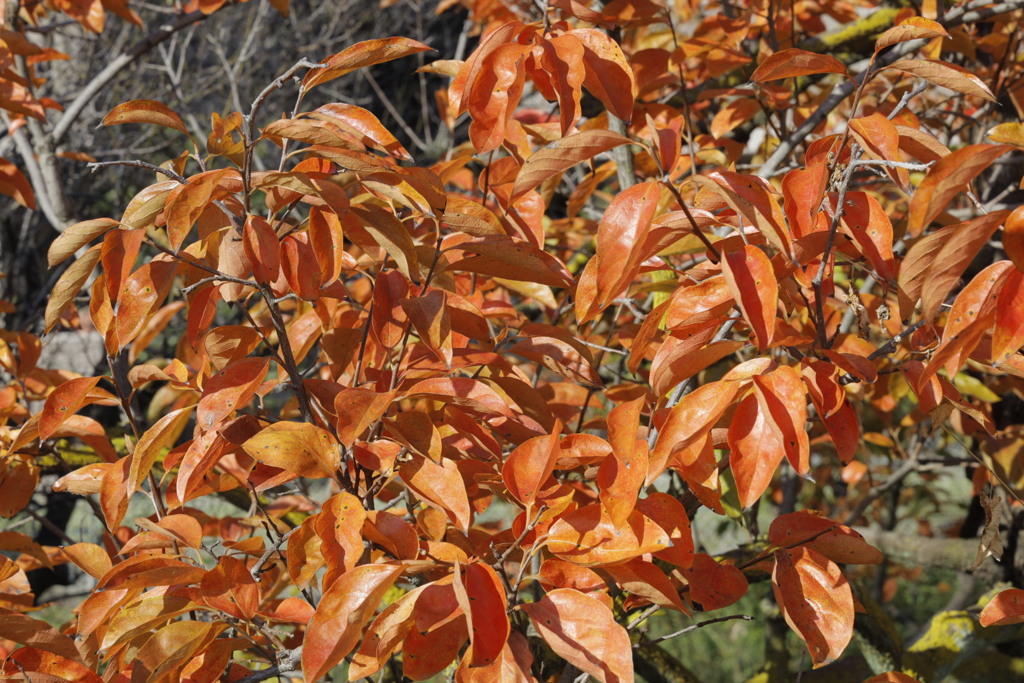 柿の紅葉