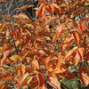 柿の紅葉