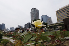 大阪中之島公園薔薇園にて