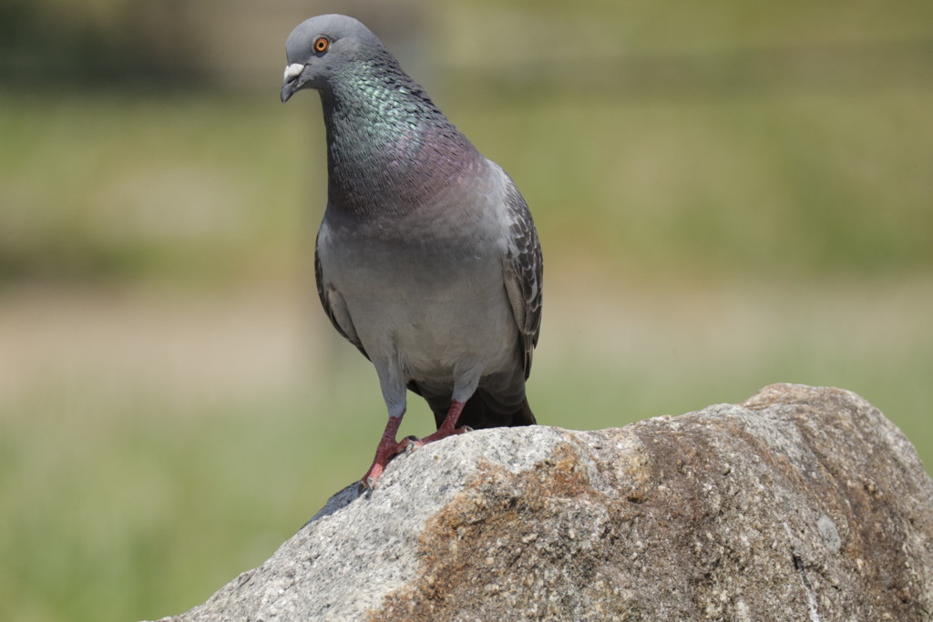 鳩