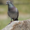 鳩