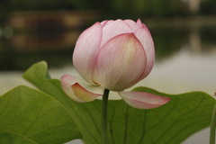 蓮