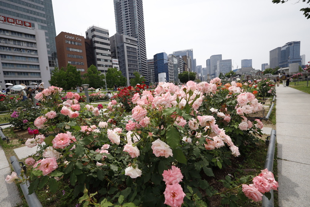 薔薇街道