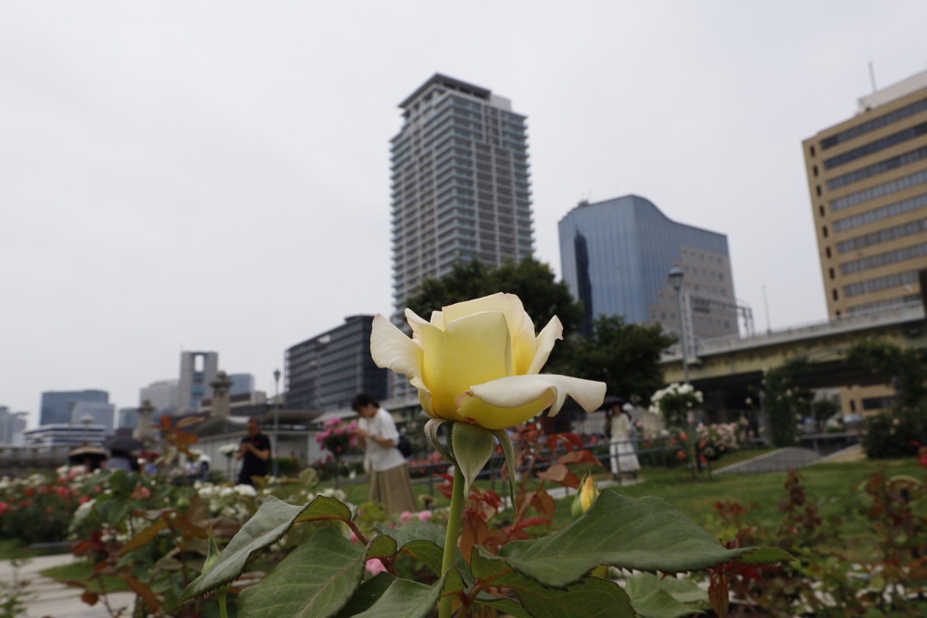 大阪中之島公園薔薇園にて