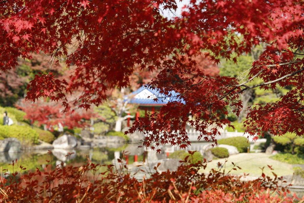 大仙公園日本庭園にて