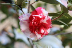 2023山茶花