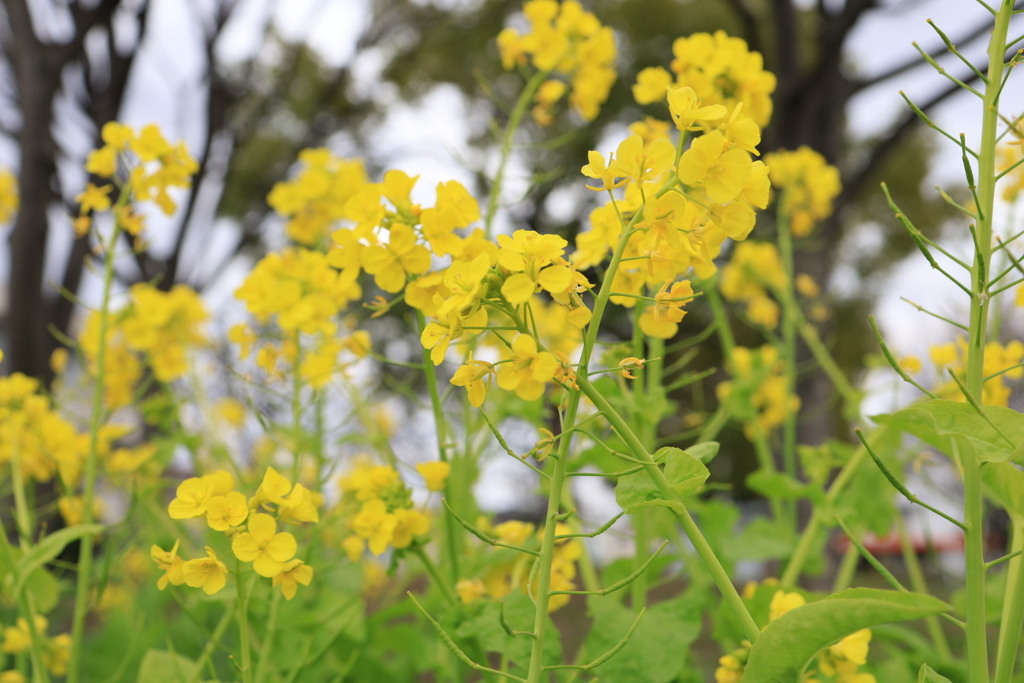 菜の花