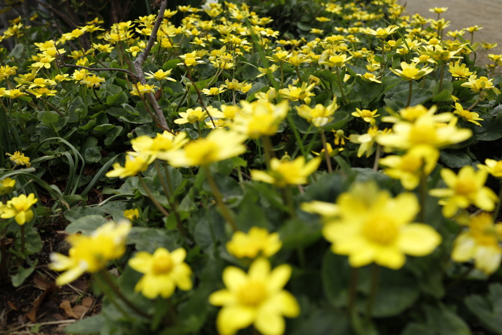 ヒメリュウキンカ群生