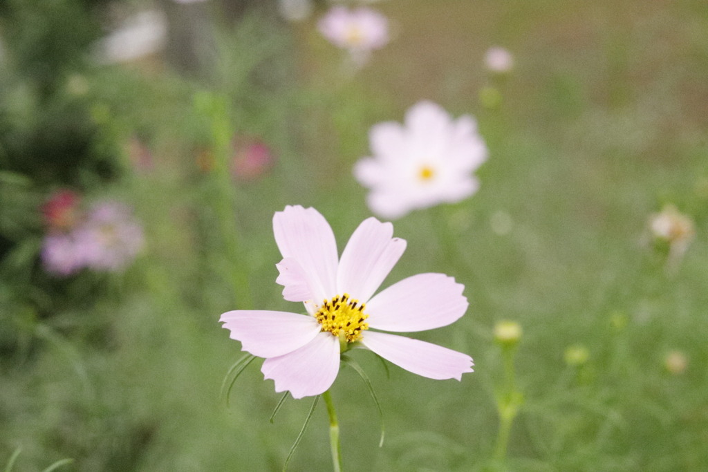 秋桜