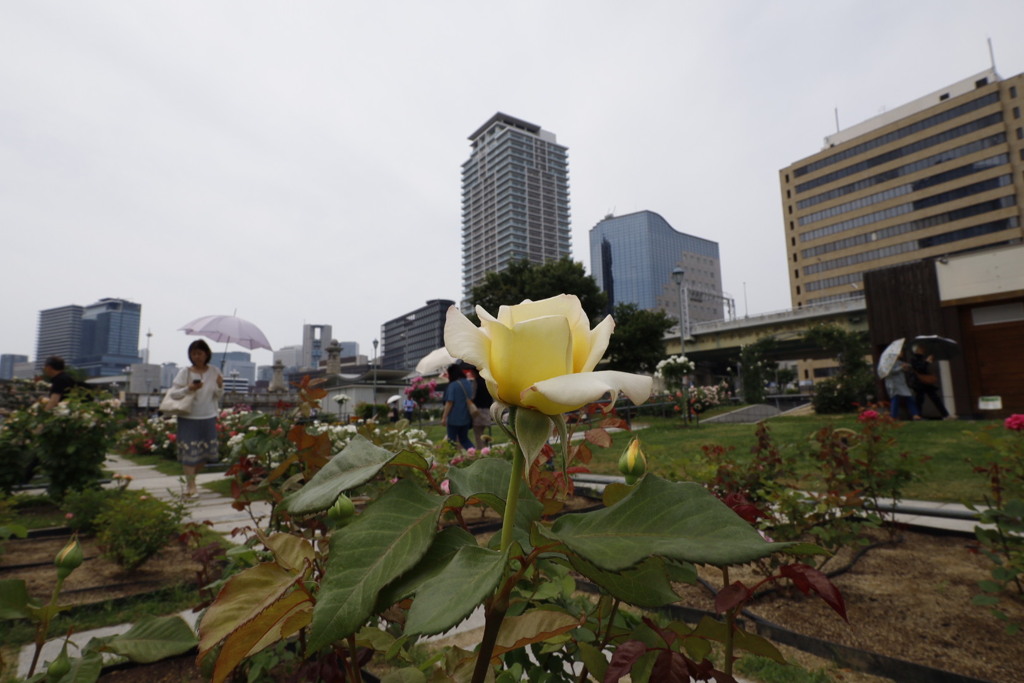 大阪中之島公園薔薇園にて