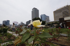 大阪中之島公園薔薇園にて