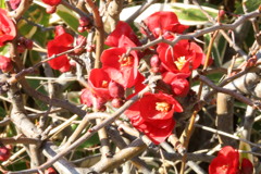 ぼけの花