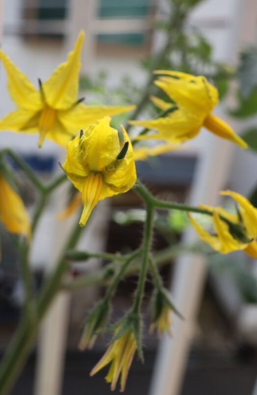 ミニトマトの花