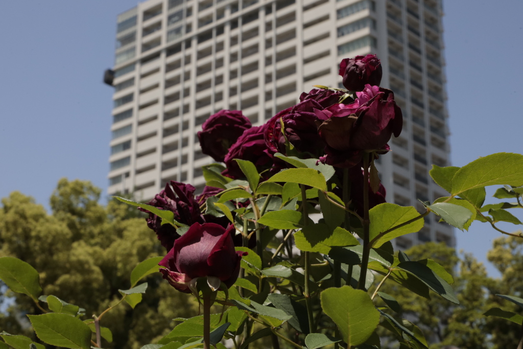 靭公園薔薇園にて