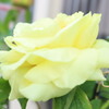 黄色牡丹の花