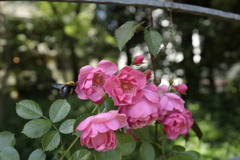 靭公園薔薇園にて