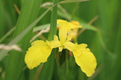 菖蒲