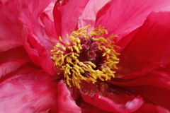 牡丹咲いたよ。