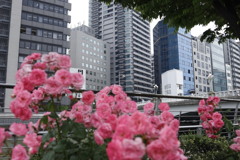 薔薇空間