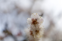 白梅