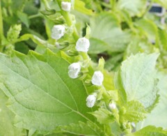 大葉青紫蘇の花