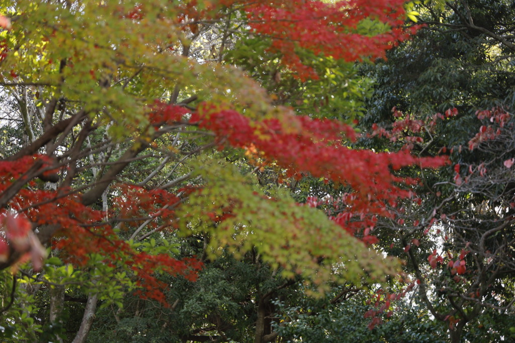 大仙公園日本庭園にて