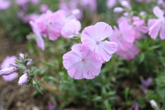 芝桜
