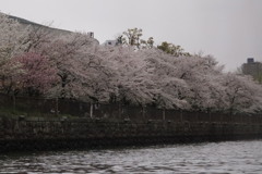 大阪城水上バス船上からの桜並木