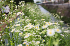 野草ヒメジョオン