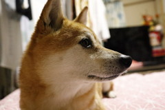 愛犬春姫