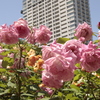 靭公園薔薇園にて