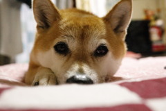 愛犬春姫