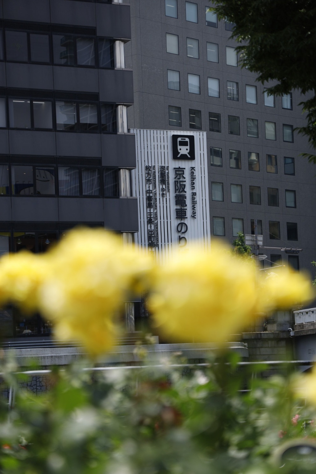 大阪中之島公園薔薇園にて