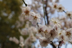 白梅