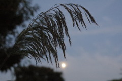 14夜