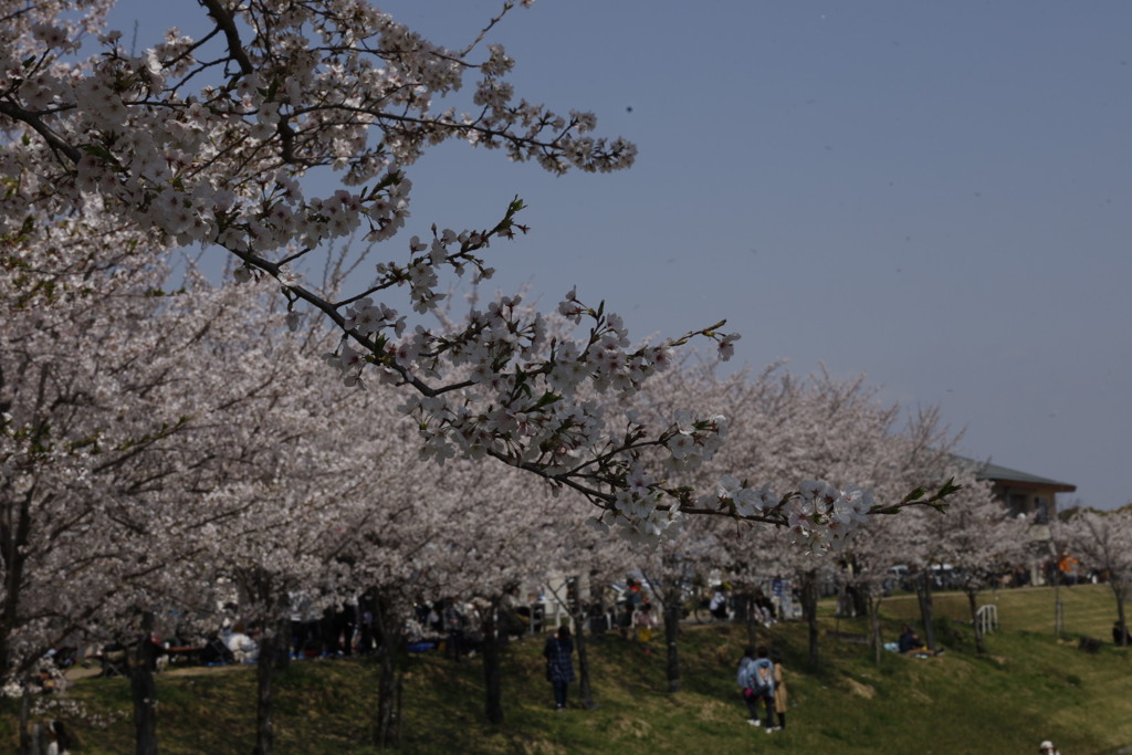 大阪狭山市の狭山池