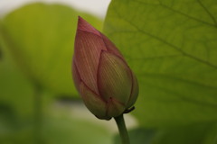 蓮